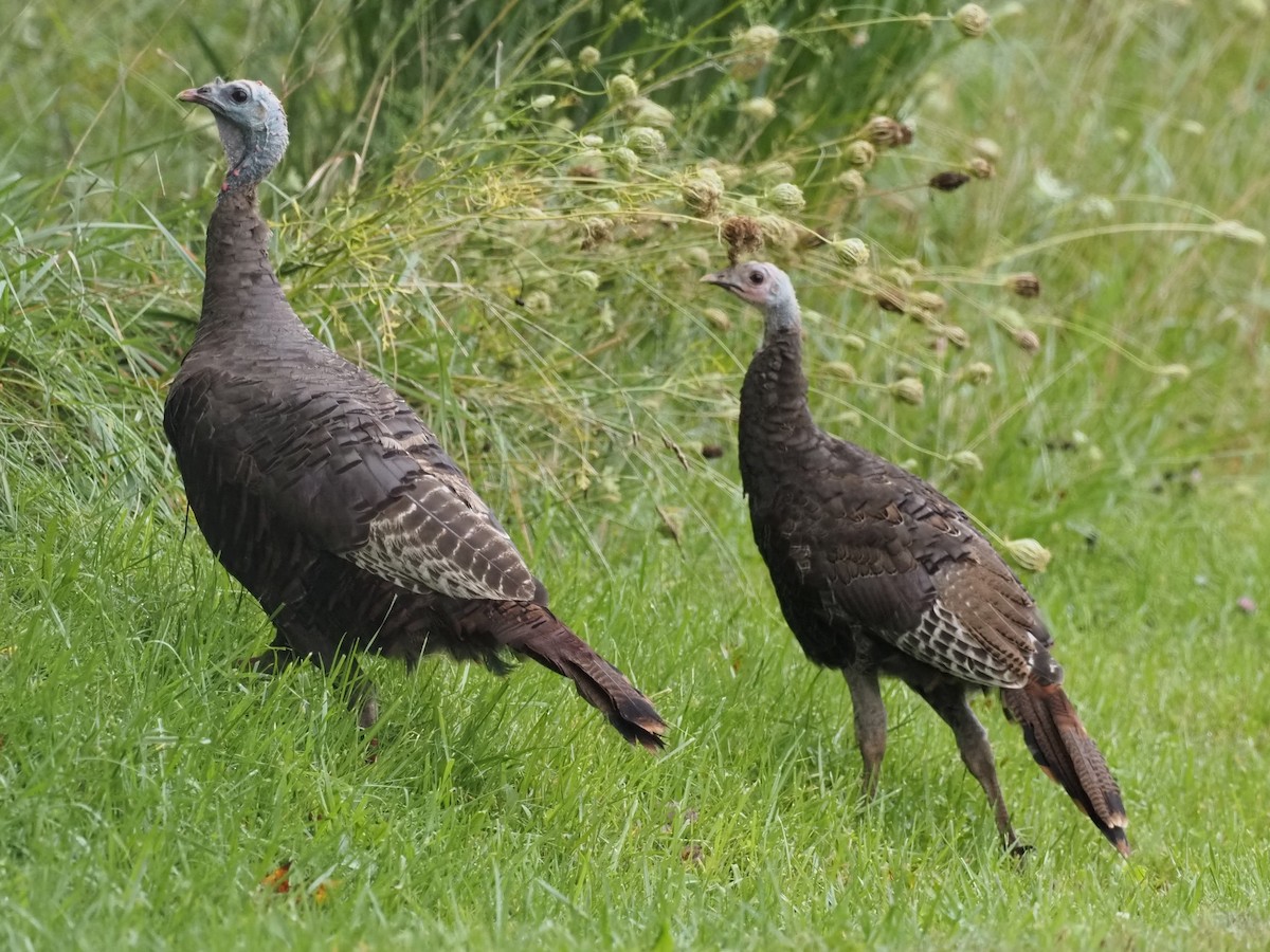 Wild Turkey - ML368770751