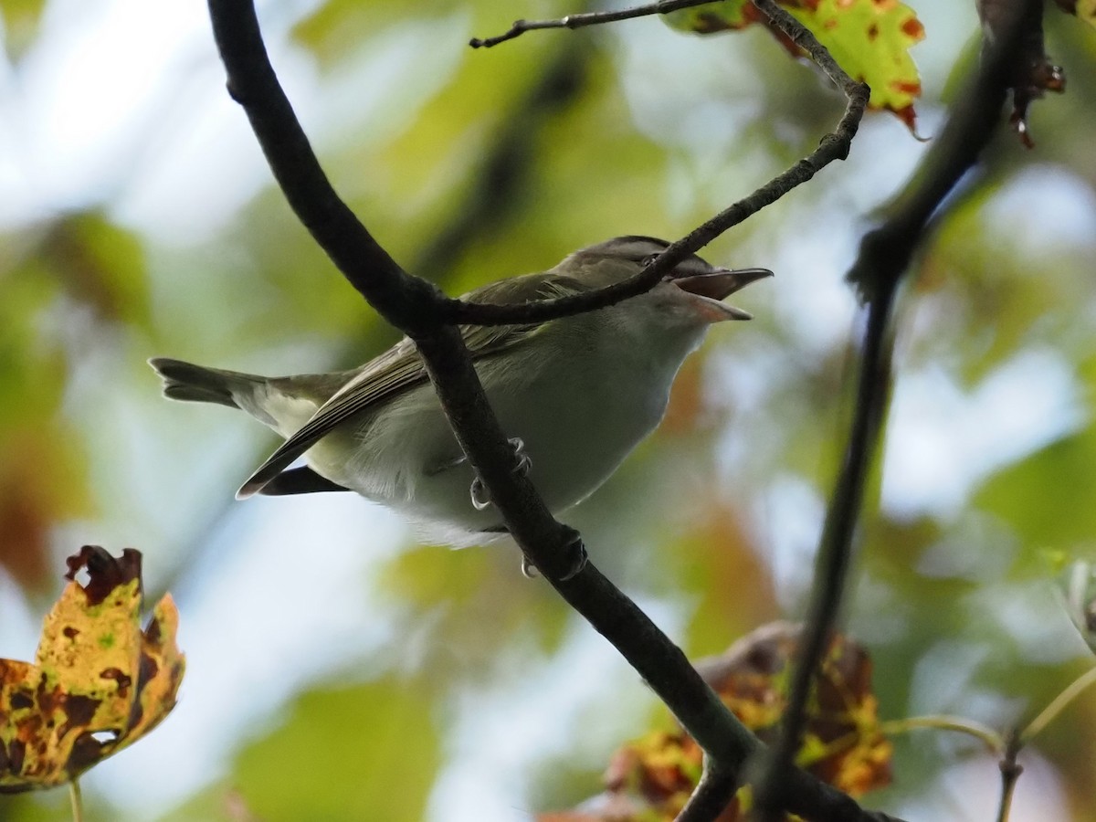 rødøyevireo - ML368770841