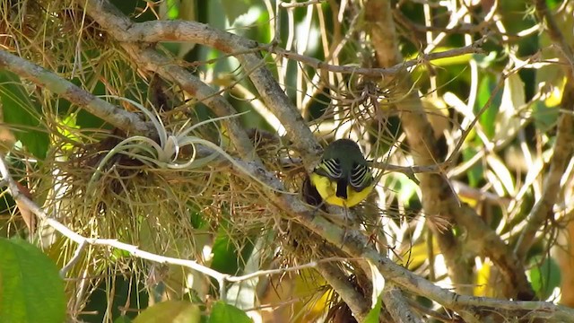 Common Tody-Flycatcher (cinereum Group) - ML368771631