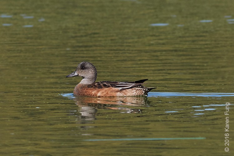 American Wigeon - ML36877171