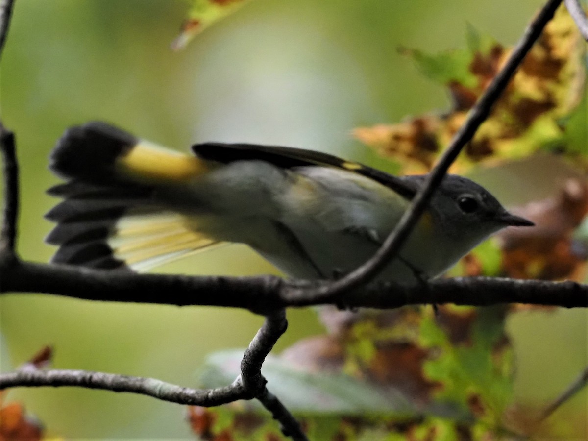 American Redstart - ML368772661