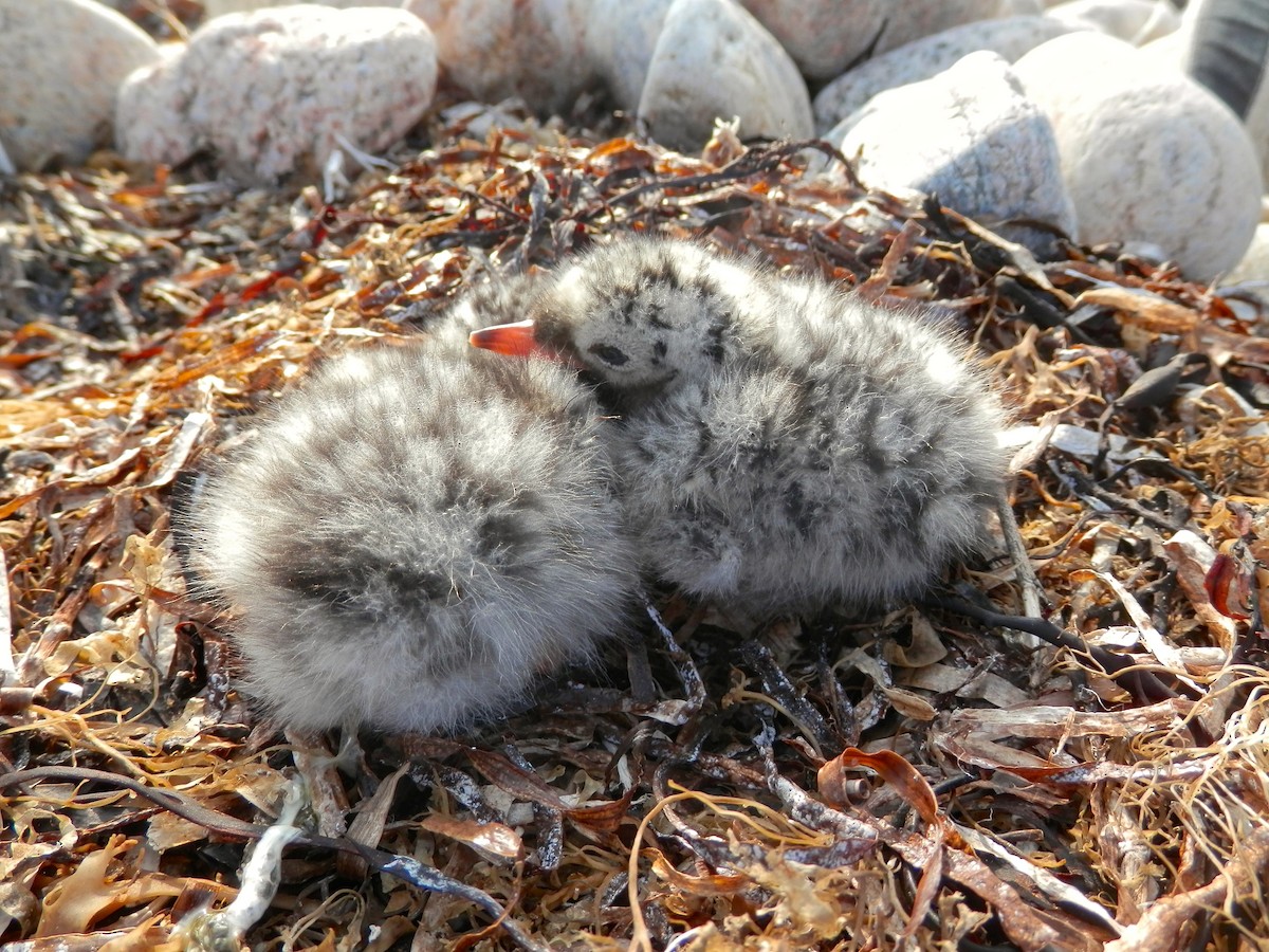 Arctic Tern - ML36877301