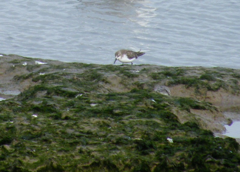 Western Sandpiper - ML36877311