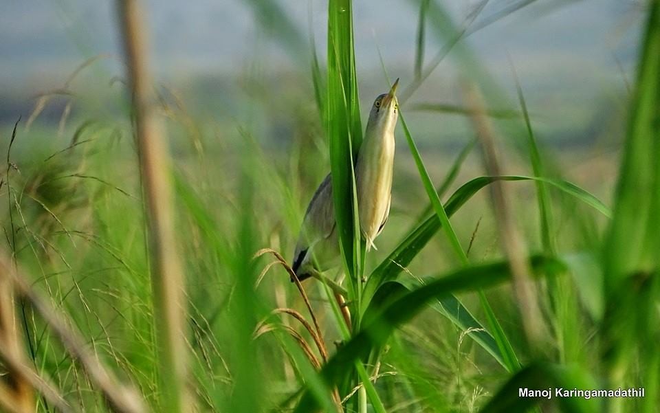 Yellow Bittern - ML368775801