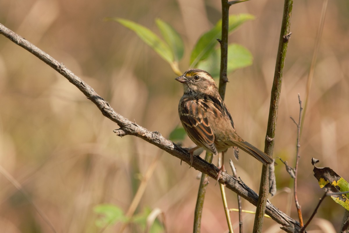 White-throated Sparrow - Brennan Roy