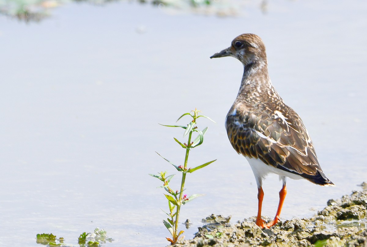 Ruddy Turnstone - Reyan sofi