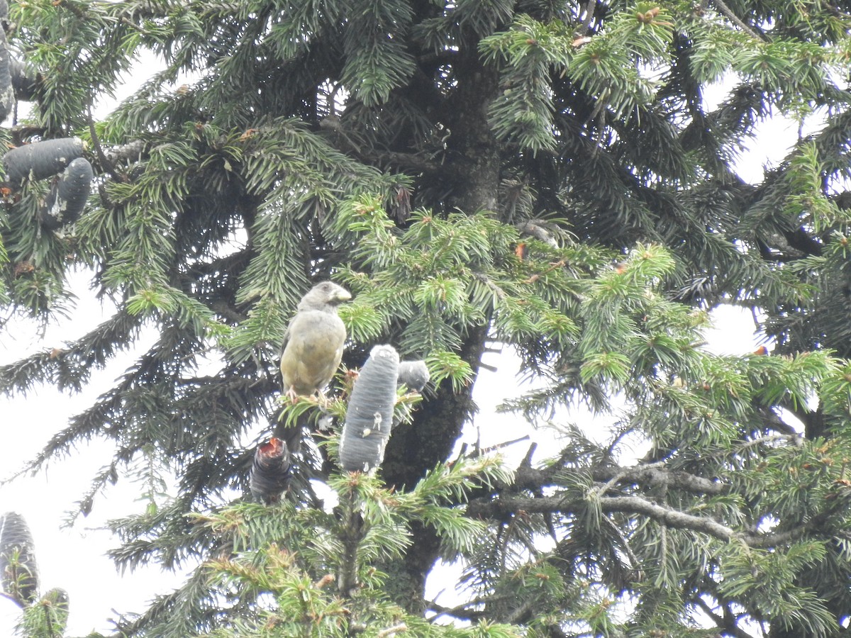 Black-and-yellow Grosbeak - Sheikh Riyaz