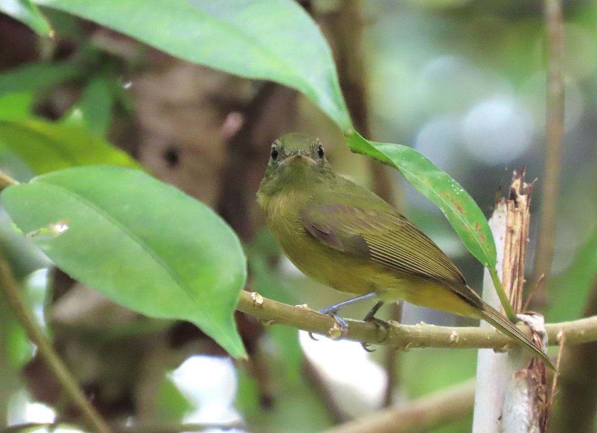 McConnell's Flycatcher - ML368777921