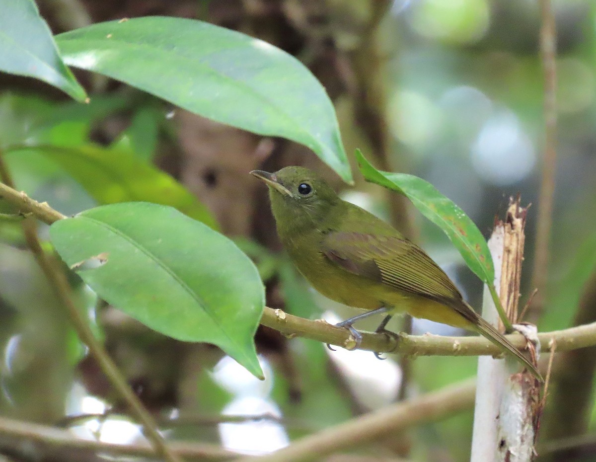 McConnell's Flycatcher - ML368777941