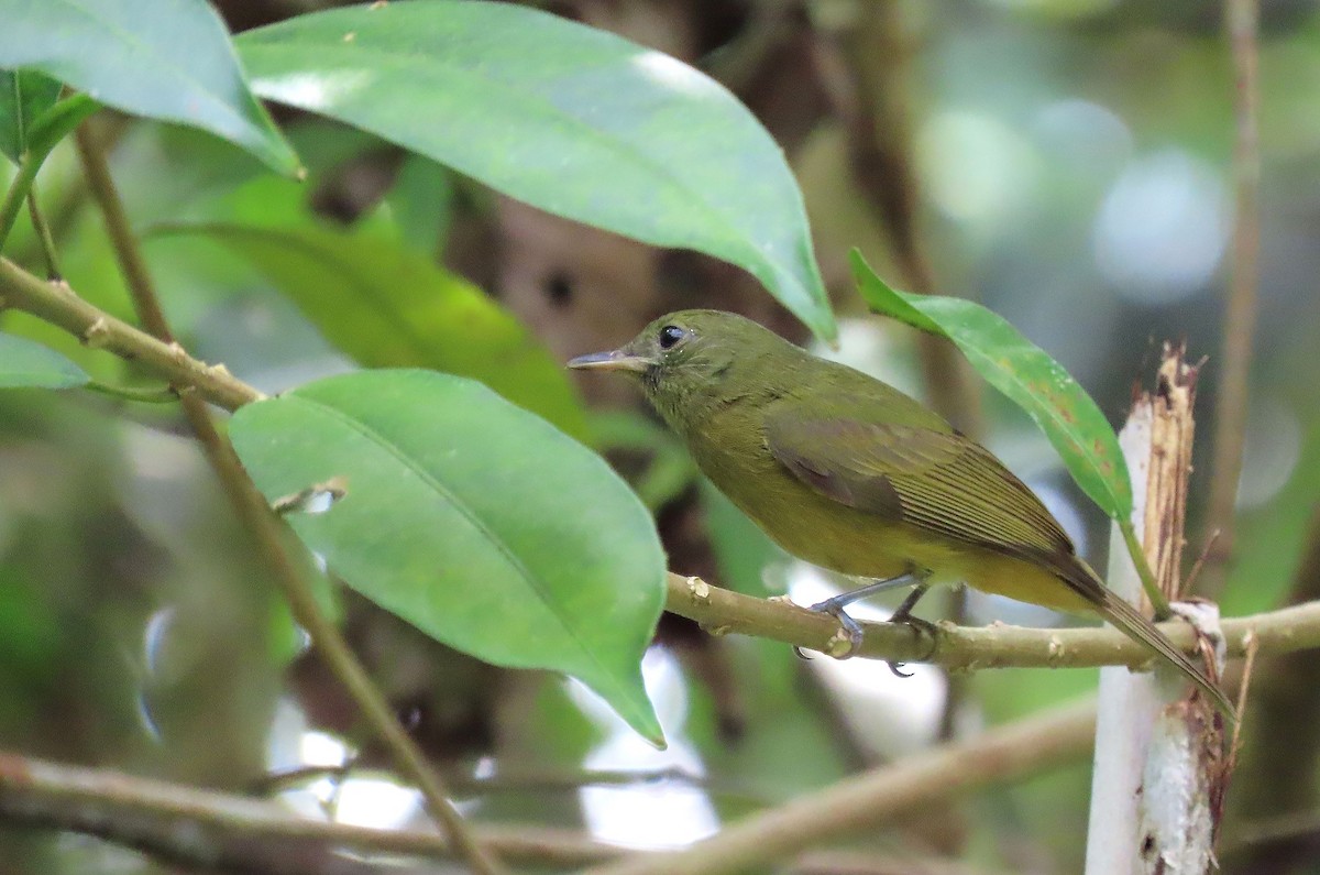 McConnell's Flycatcher - ML368777961