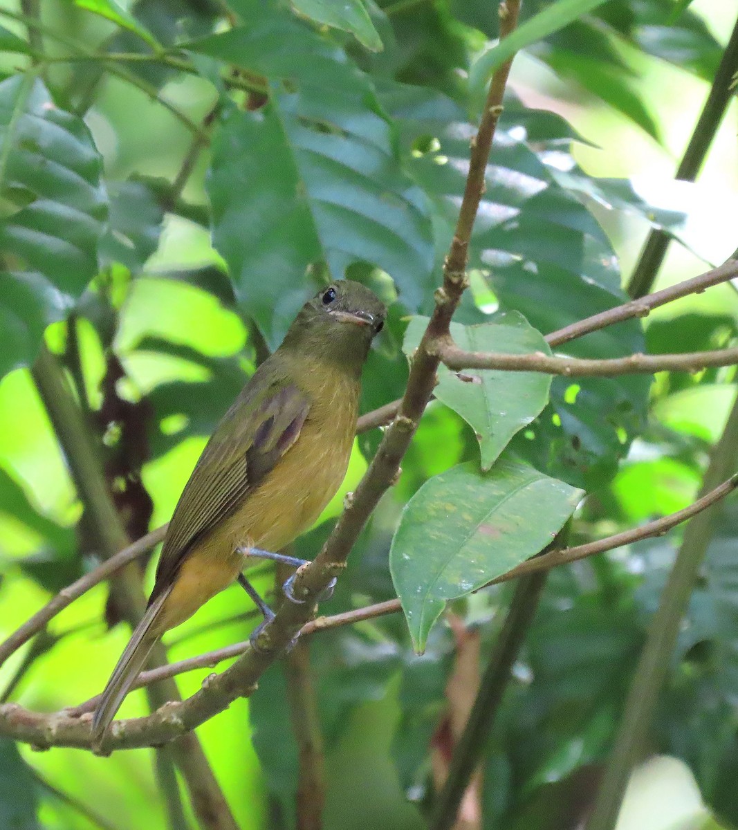 McConnell's Flycatcher - ML368777991