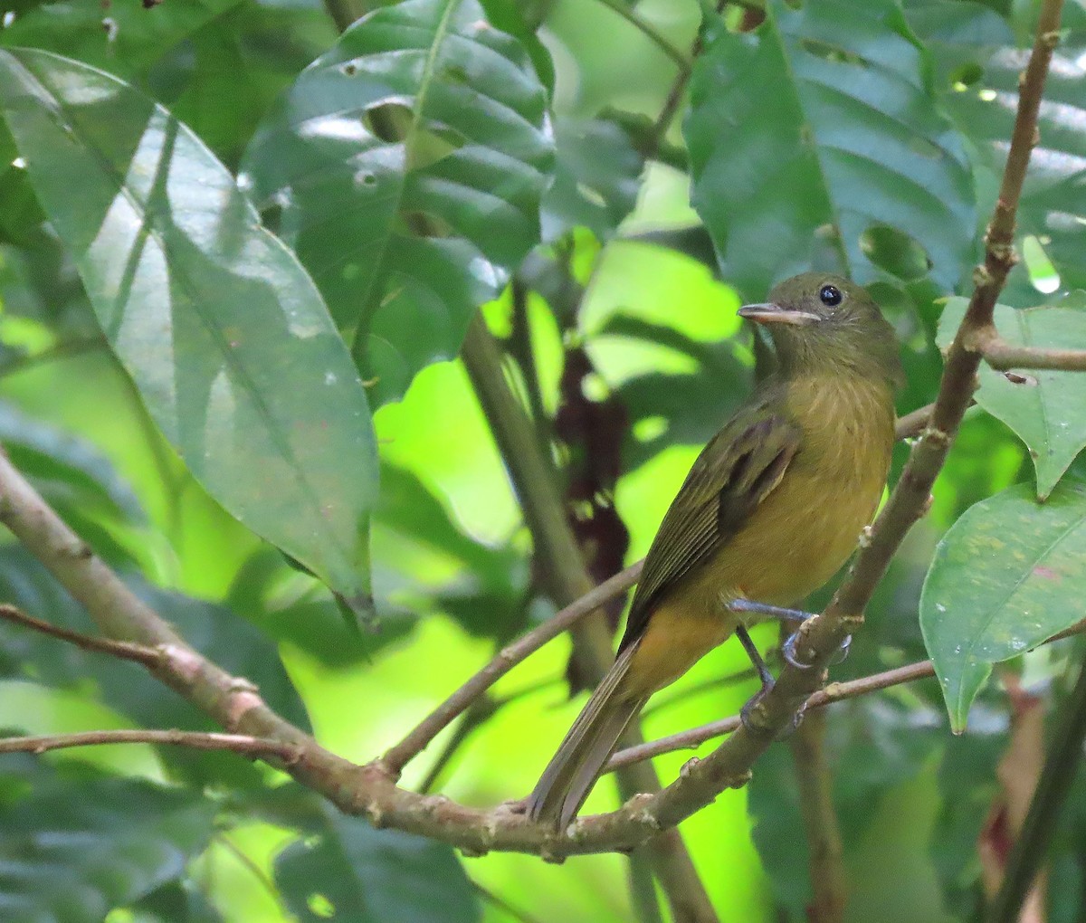 McConnell's Flycatcher - ML368778021