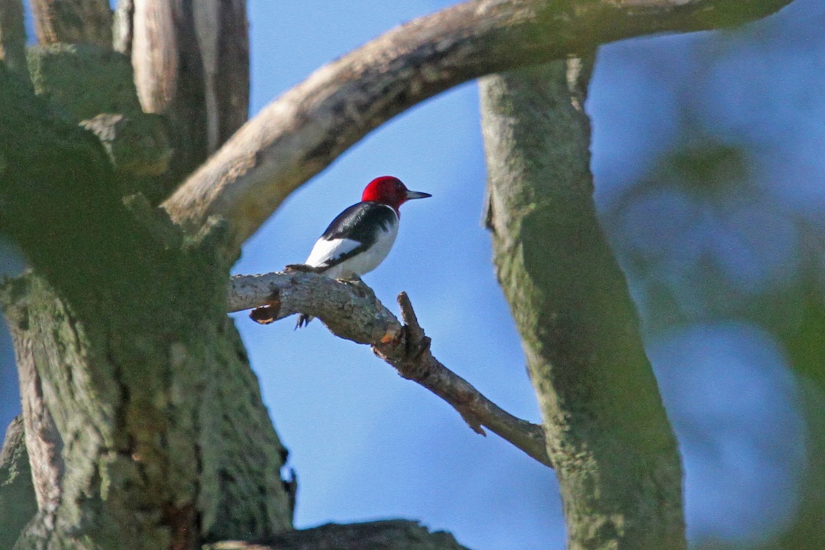 Red-headed Woodpecker - ML36877951