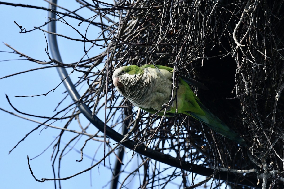 Monk Parakeet - Tabor Wells