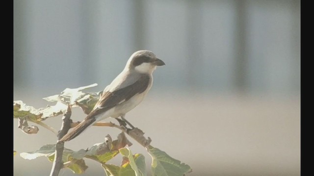 Lesser Gray Shrike - ML368781811