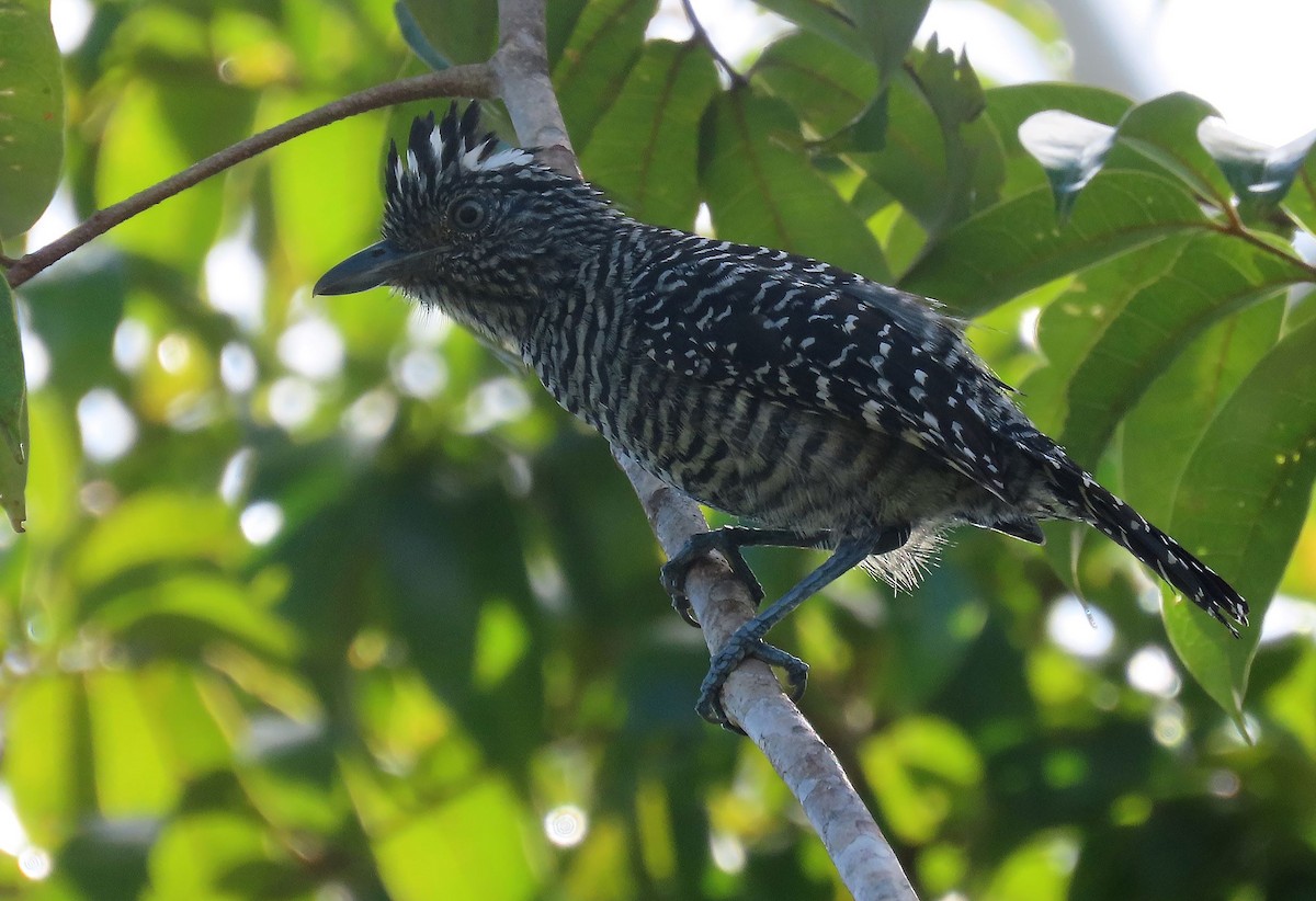 Barred Antshrike - ML368782331