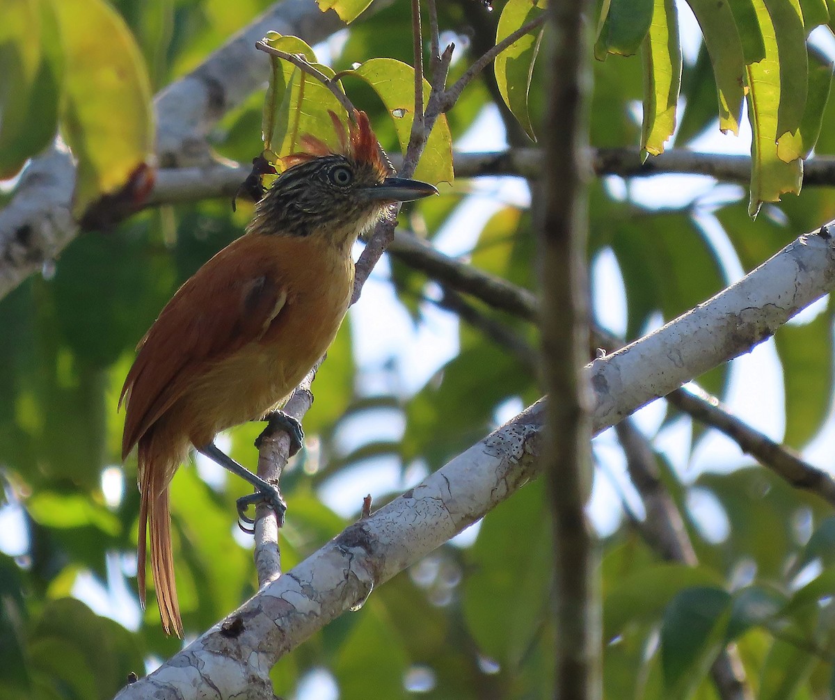 Barred Antshrike - ML368782371