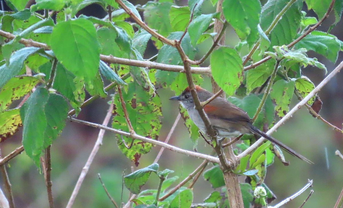 Pale-breasted Spinetail - ML368783131