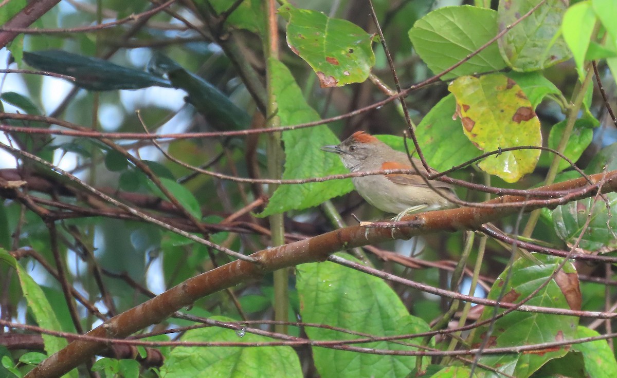 Pale-breasted Spinetail - ML368783161