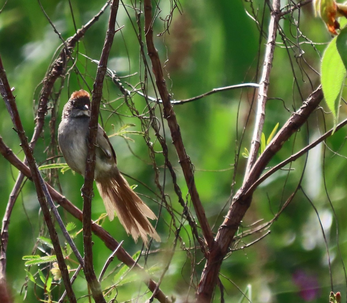 Pale-breasted Spinetail - ML368783201