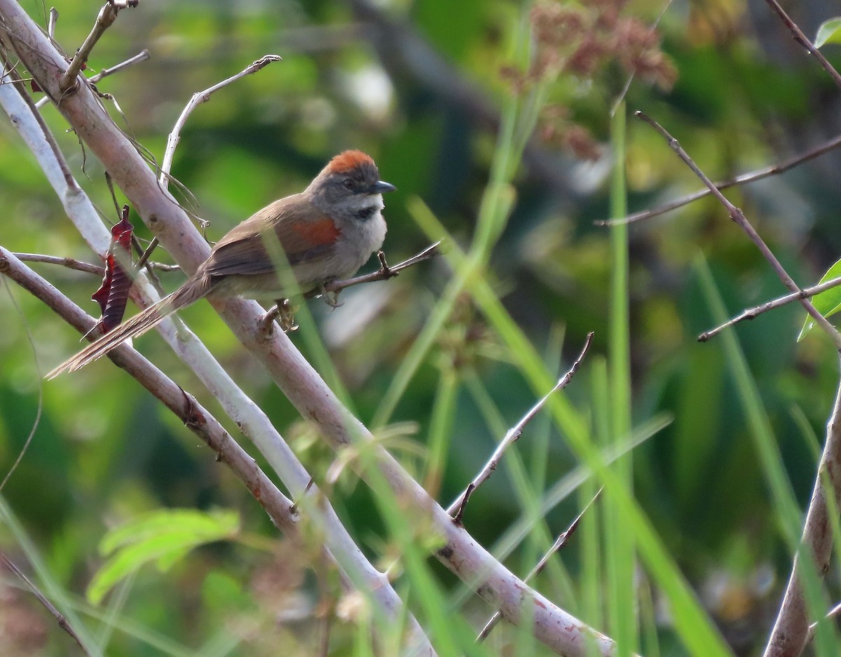 Pale-breasted Spinetail - ML368783221