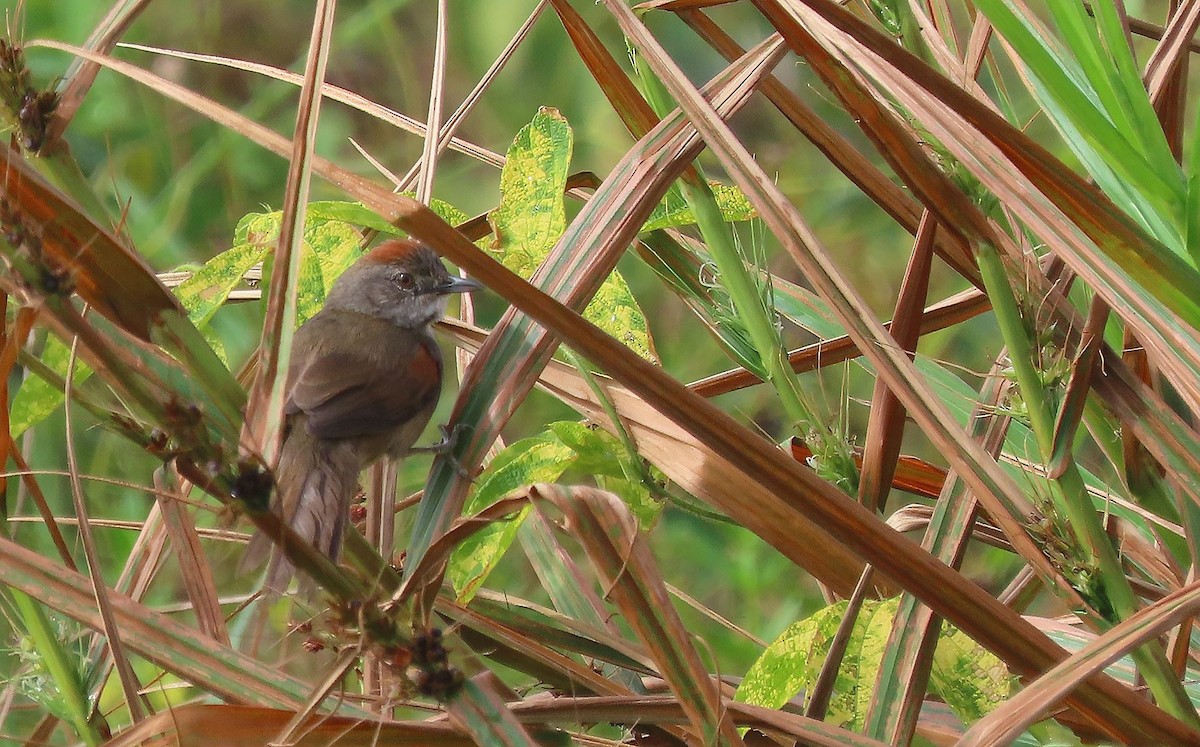 Pale-breasted Spinetail - ML368783241