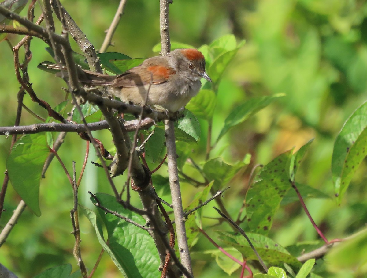 Pale-breasted Spinetail - ML368783331