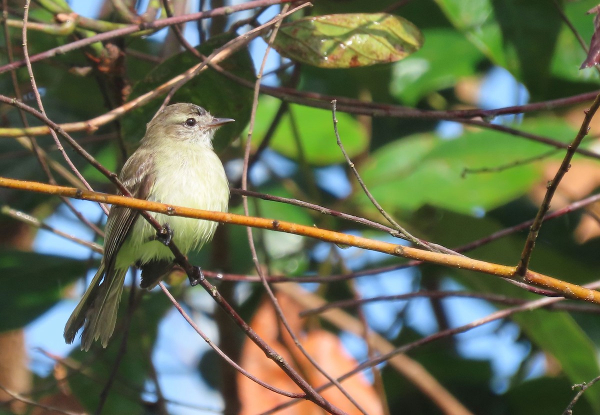 Northern Mouse-colored Tyrannulet - sylvain Uriot