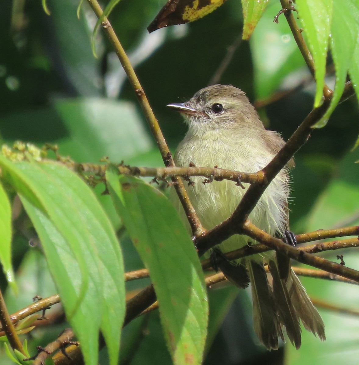 Northern Mouse-colored Tyrannulet - ML368783591