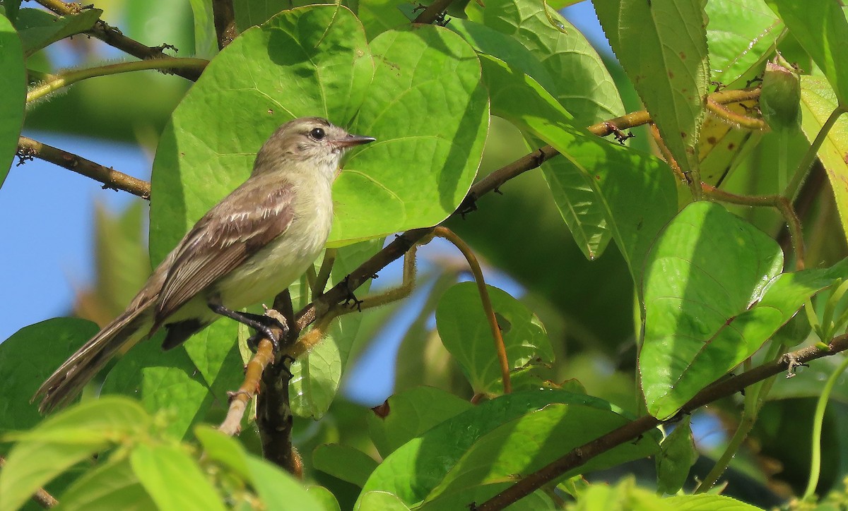 Northern Mouse-colored Tyrannulet - ML368783681