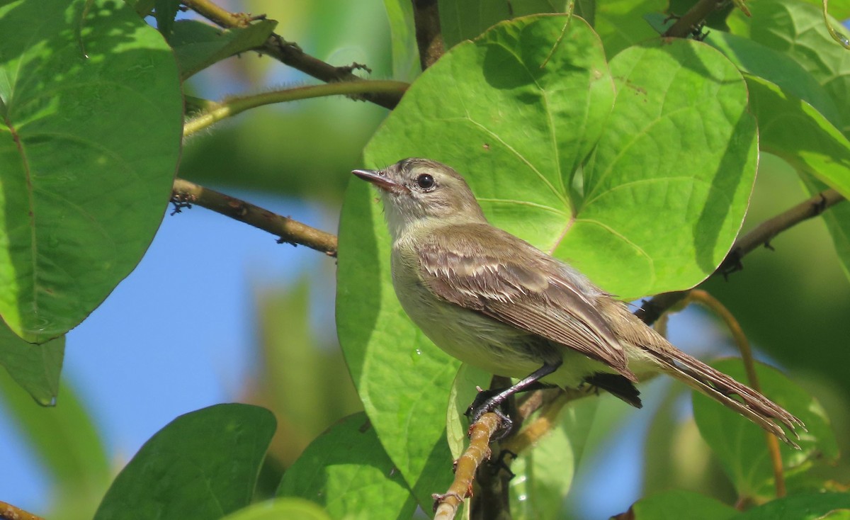 Northern Mouse-colored Tyrannulet - ML368783721