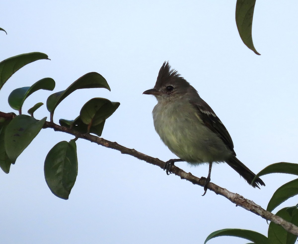 Plain-crested Elaenia - ML368784041