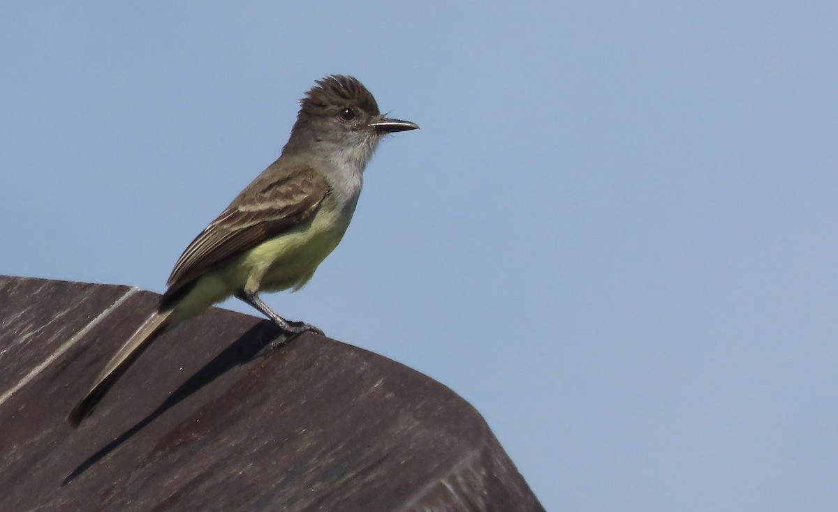 Short-crested Flycatcher - ML368784351