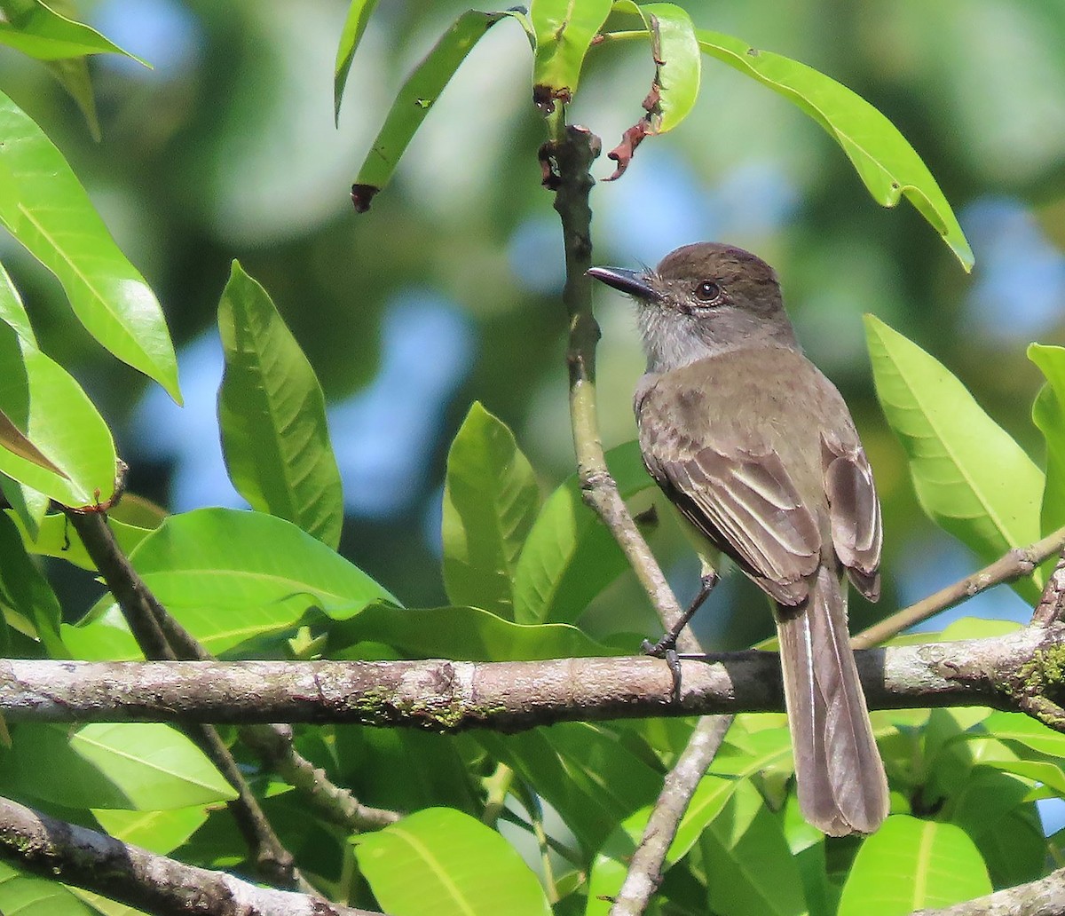 Short-crested Flycatcher - ML368784391