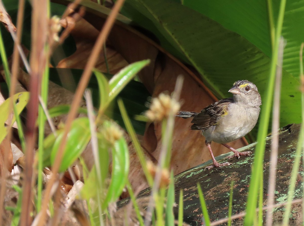 Grassland Sparrow - ML368784891