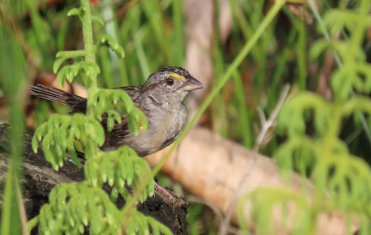 Grassland Sparrow - ML368784931