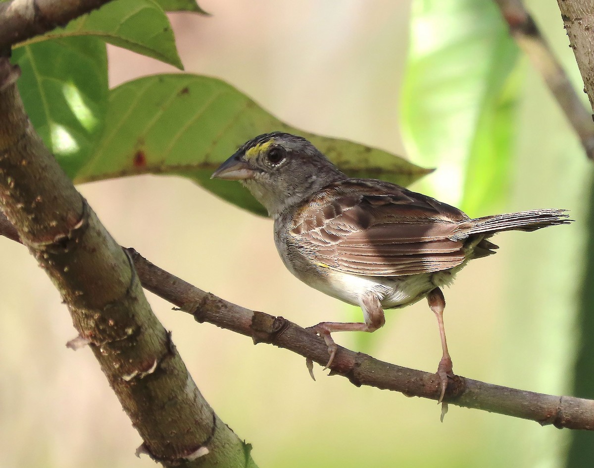 Grassland Sparrow - ML368784991