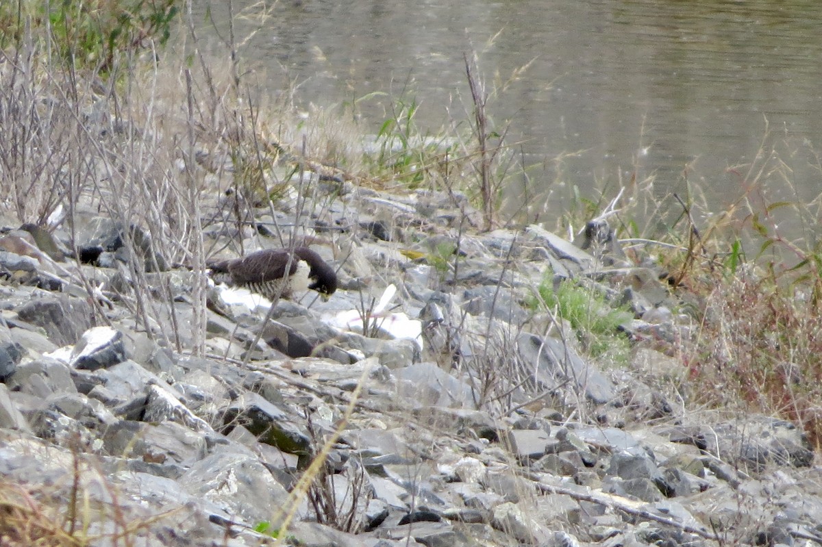 Peregrine Falcon - ML36878611