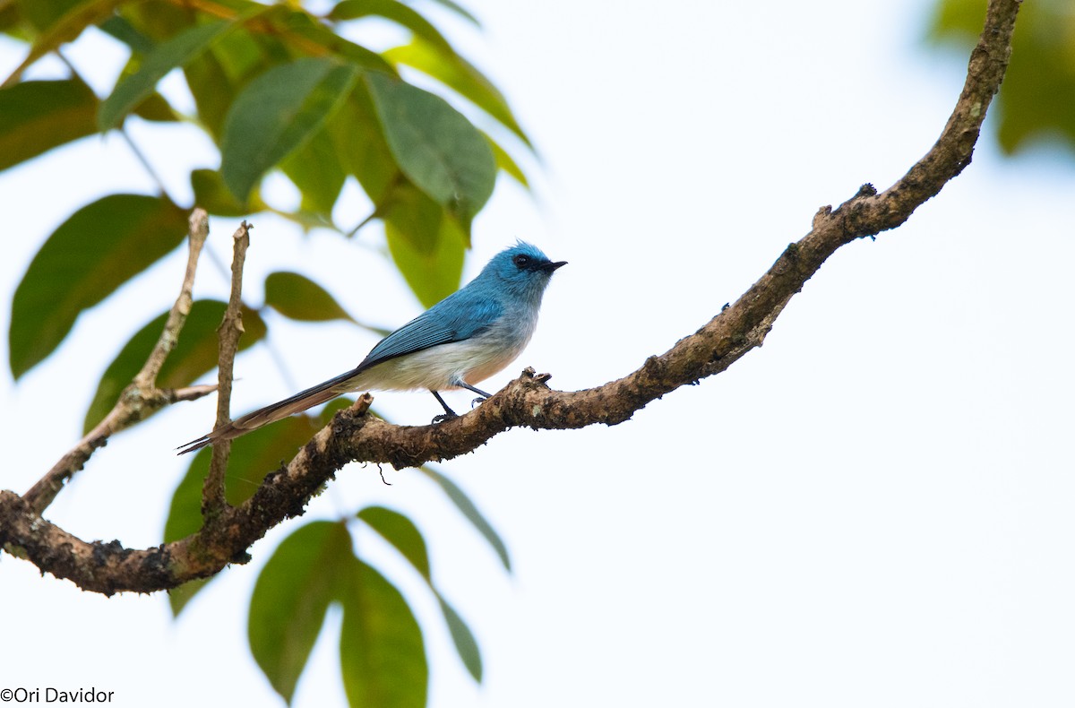 African Blue Flycatcher - ML368786551