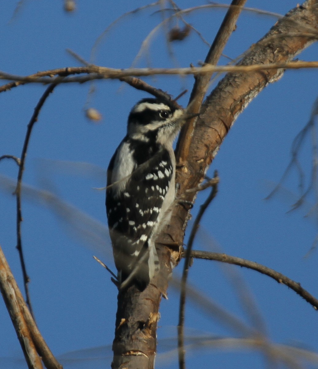 Downy Woodpecker - Matthew Grube