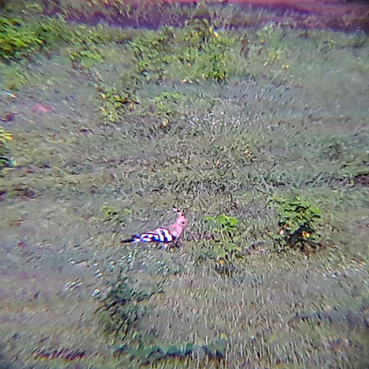 Eurasian Hoopoe - ML368788081