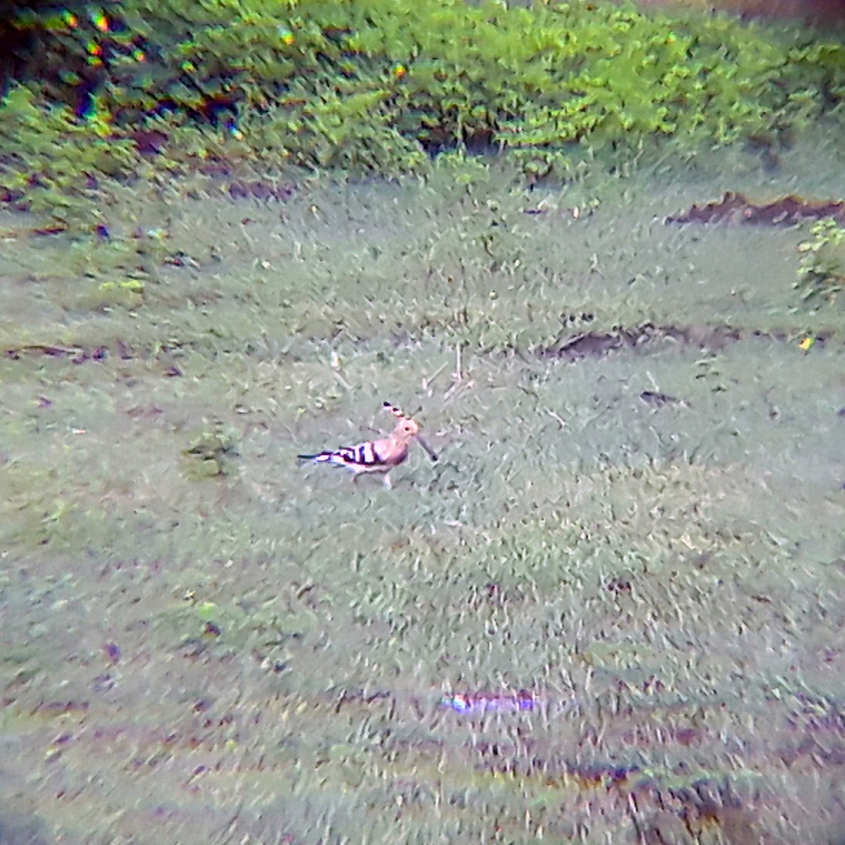 Eurasian Hoopoe - ML368788101