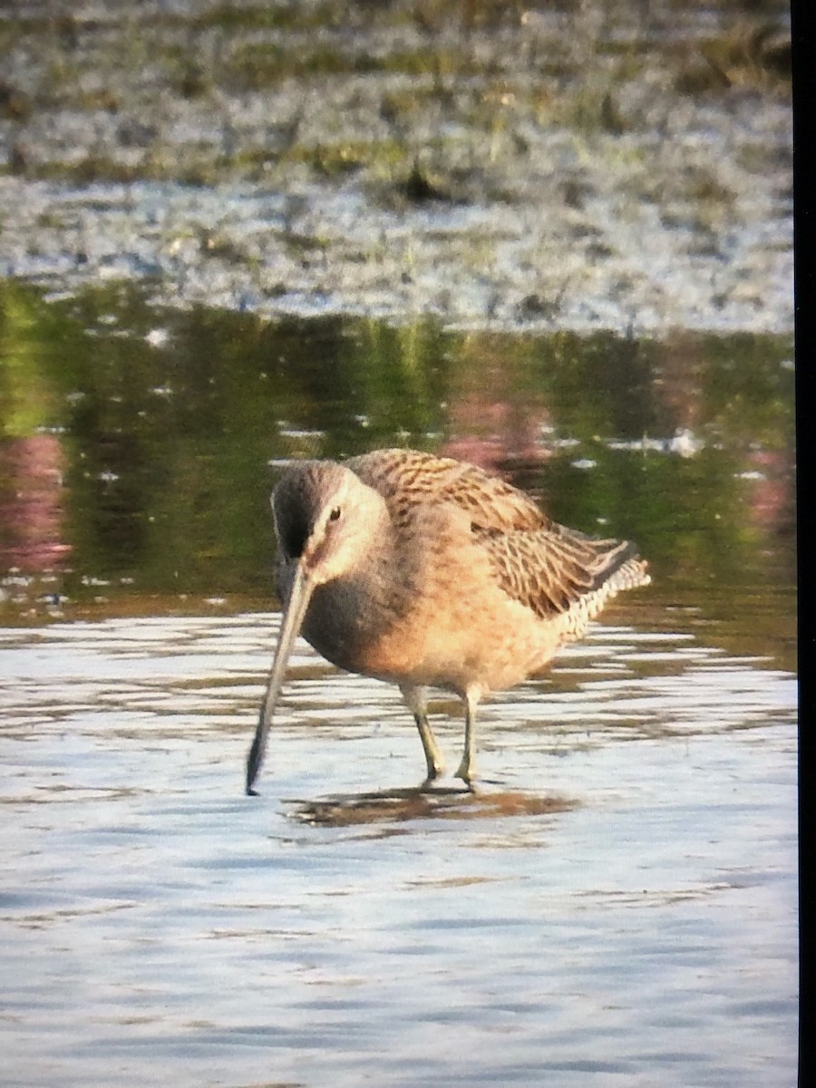 Short-billed Dowitcher - alice horst