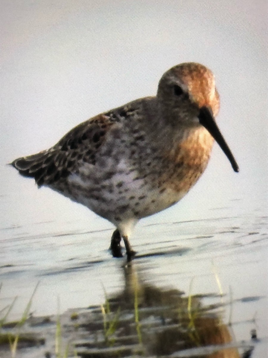 Dunlin - alice horst