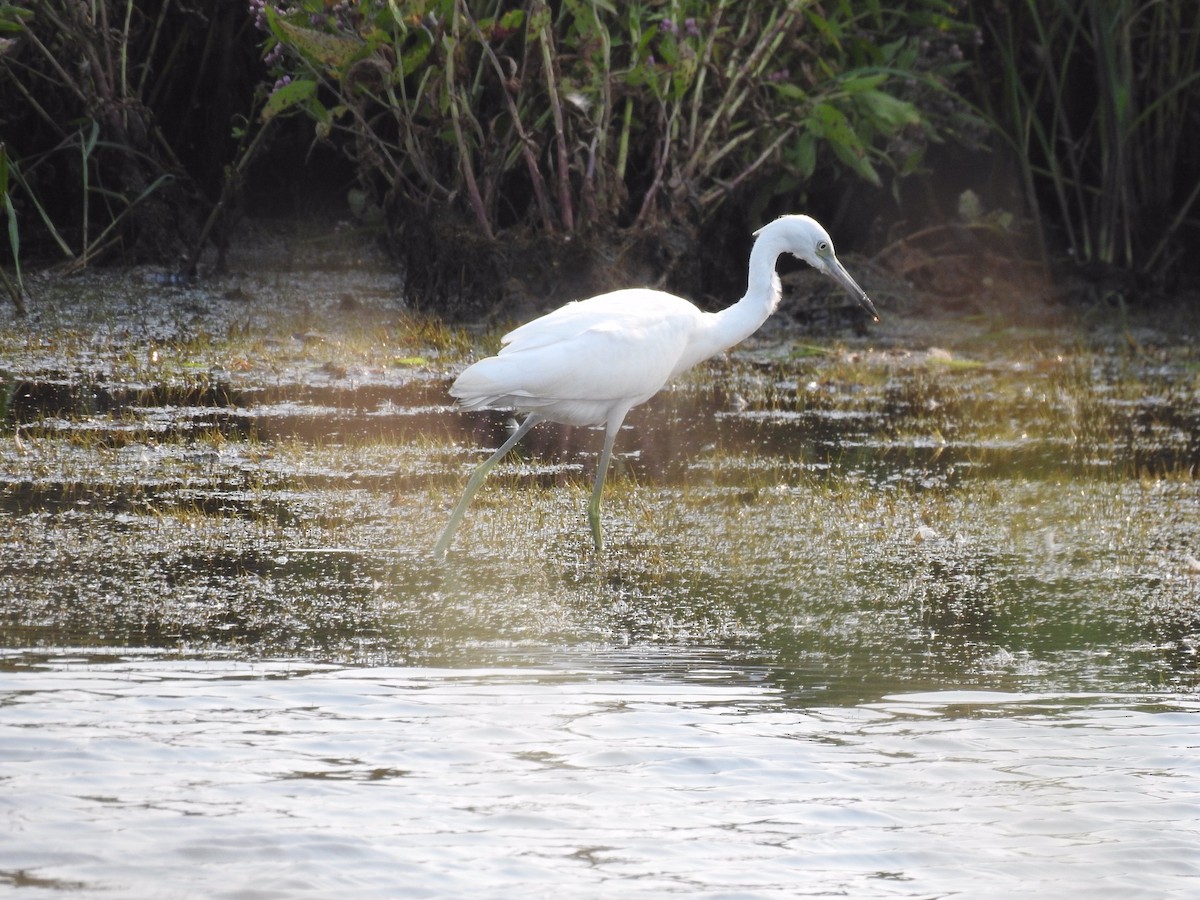 Little Blue Heron - ML368788811