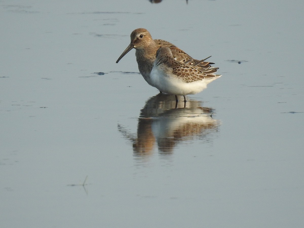 Dunlin - alice horst