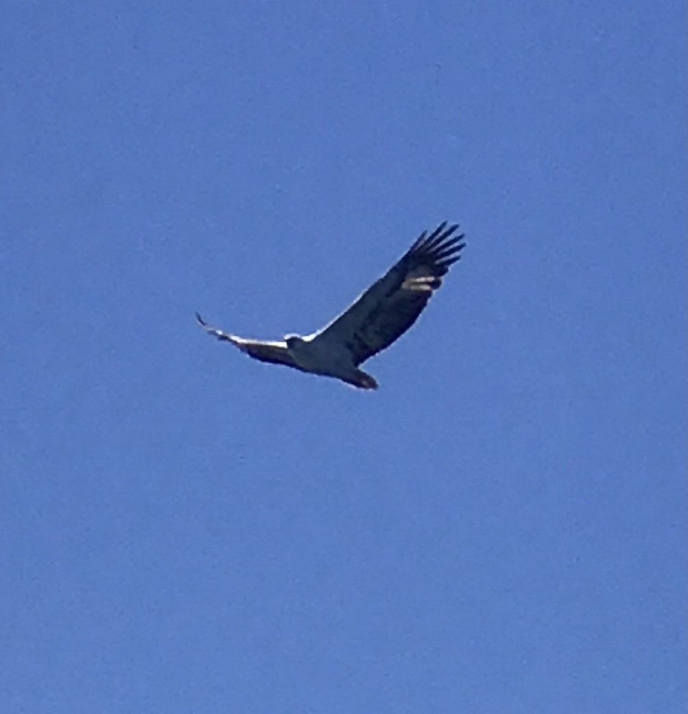 White-bellied Sea-Eagle - ML368789381