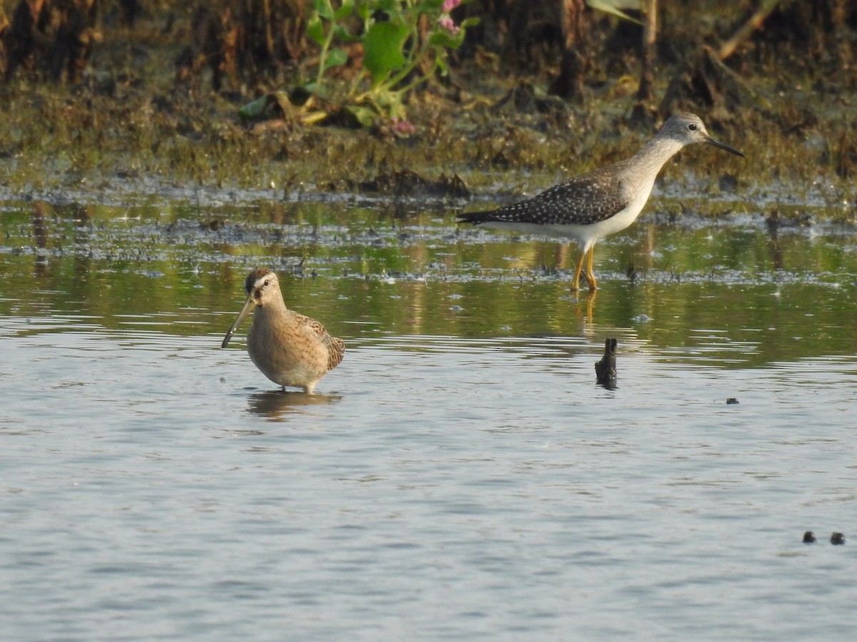 Lesser Yellowlegs - ML368790351