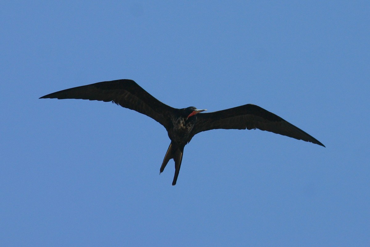 Magnificent Frigatebird - Chris Wood