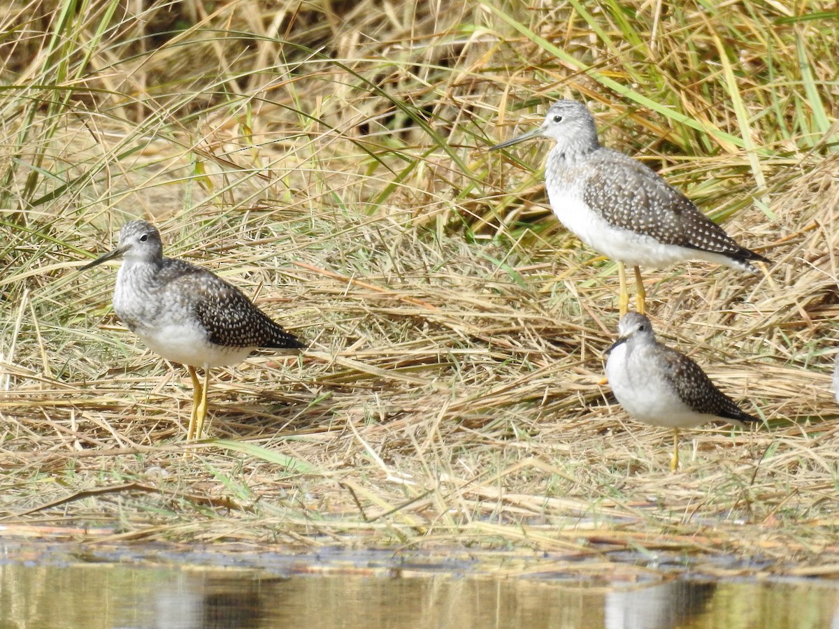 Lesser Yellowlegs - Tina Toth